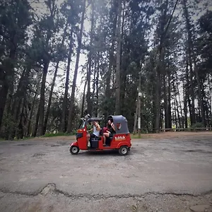 Pine Trees Проживание в семье